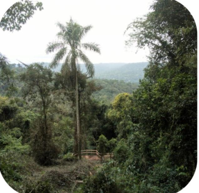 Yasi Yatere Reserva Agroecologica El Soberbio Ngoại thất bức ảnh